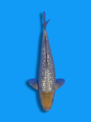 Ginrin Soragoi | Koi&Co.